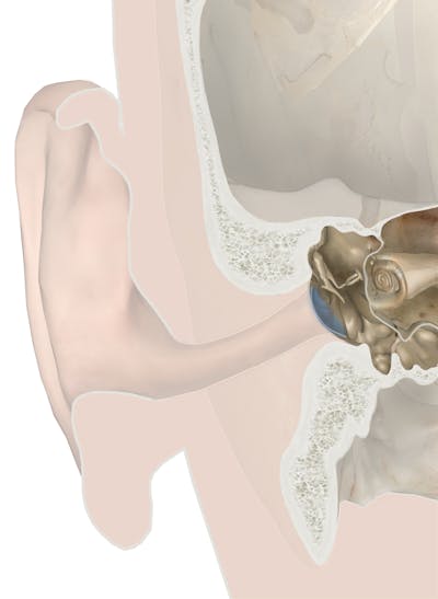 Bones of the Ear - Anatomy Pictures and Information