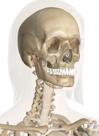 The Bones of the Head and Neck
