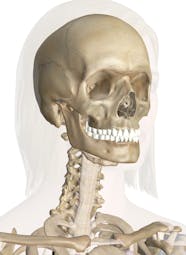 Anatomical Head