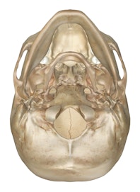 Bones of the Head and Neck (Inferior View)