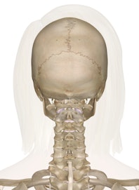 Bones of the Head and Neck (Posterior View)