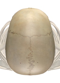 Bones of the Head and Neck (Superior View)