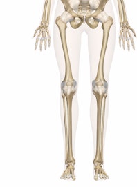 The Bones of the Leg and Foot