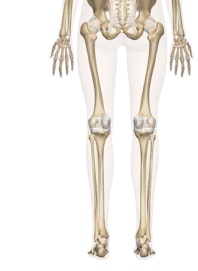 Bones of the Leg and Foot (Posterior View)