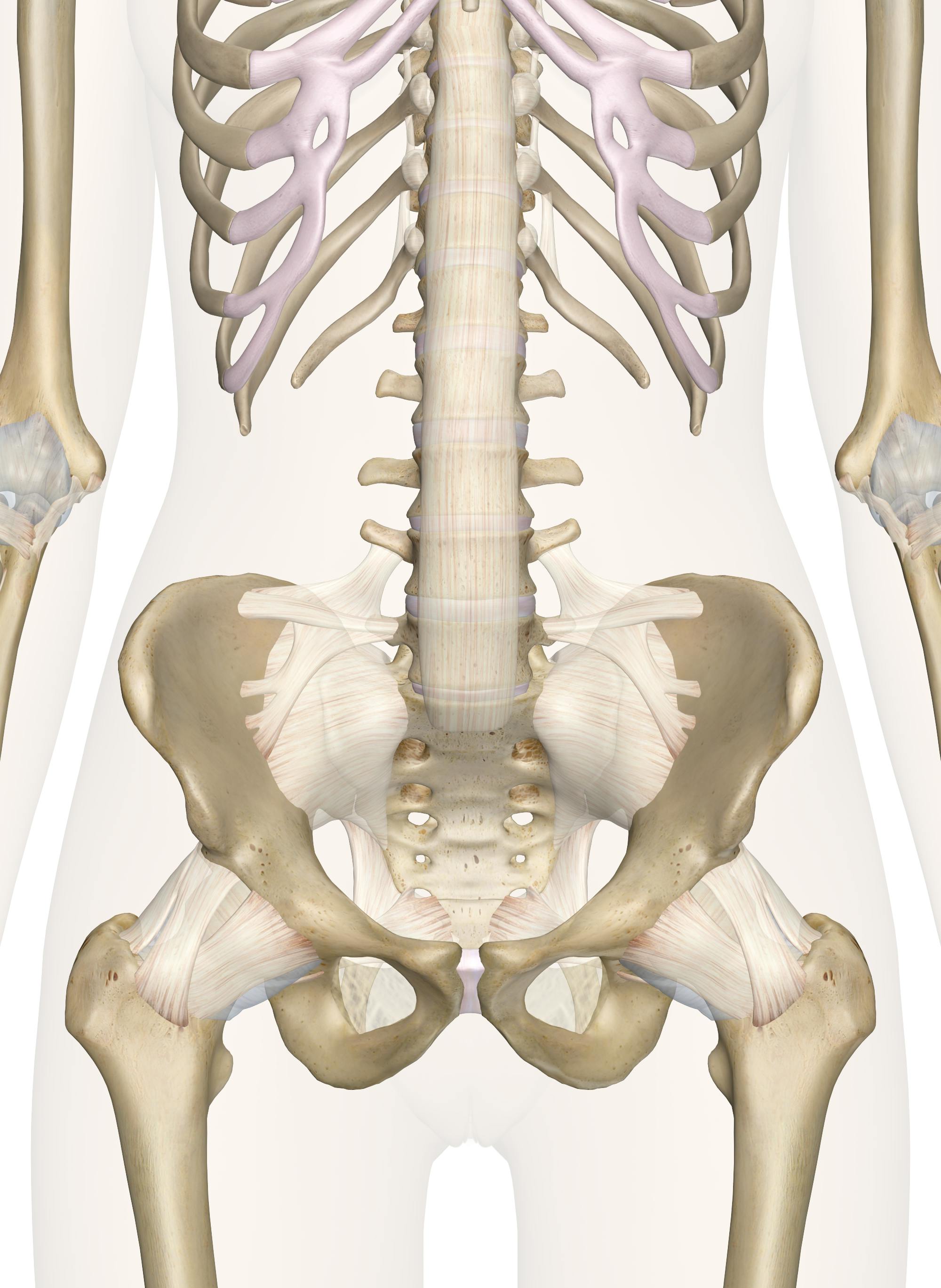 is the pelvis a flat bone