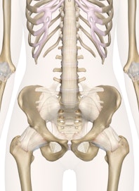 The Bones of the Pelvis and Lower Back