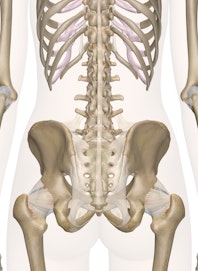 Bones of the Pelvis and Lower Back (Posterior View)