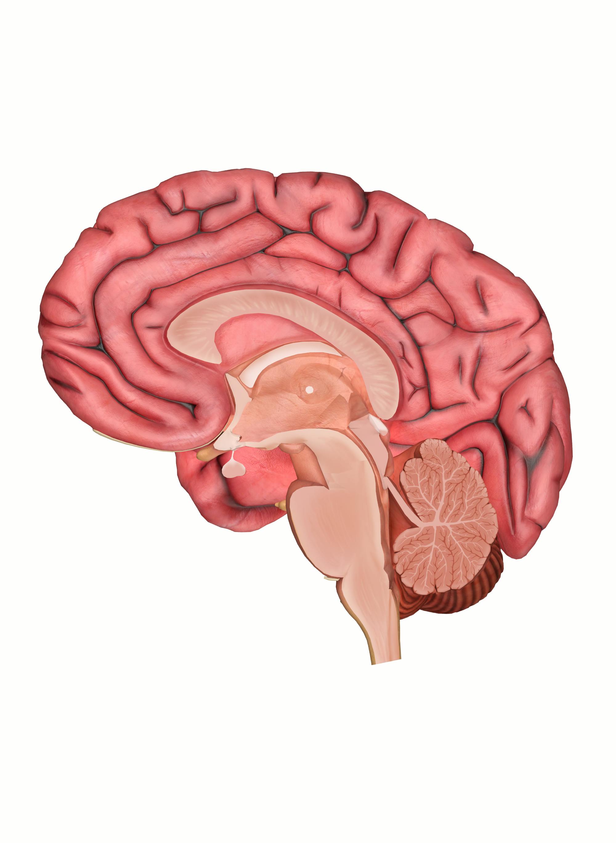 How the Brainstem Controls Involuntary Functions