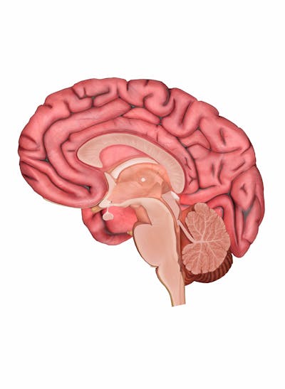 arbor vitae of cerebellum