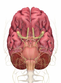 Brain (Inferior View)
