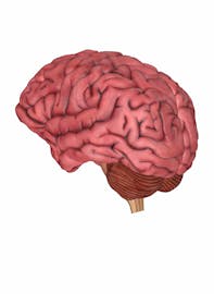 Brain (Posterior View)