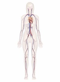 The Cardiovascular System