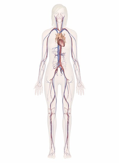 The Cardiovascular System image