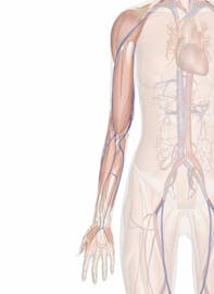 The Cardiovascular System of the Upper Limbs