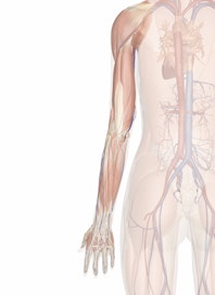 Cardiovascular System of the Arm and Hand (Posterior View)