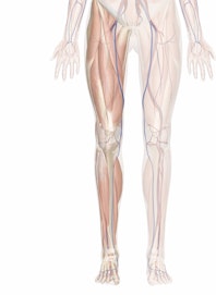 The Cardiovascular System of the Leg and Foot
