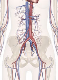 Cardiovascular System of the Lower Torso
