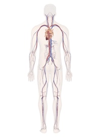Cardiovascular System (Male Posterior View)