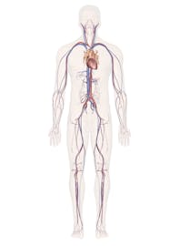 Cardiovascular System (Male View)