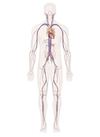 Cardiovascular System (Male View)