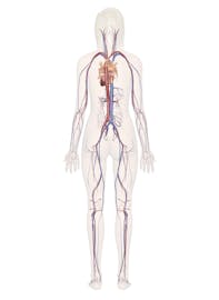 Cardiovascular System (Posterior View)
