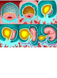 Cellular Stage to Fetus