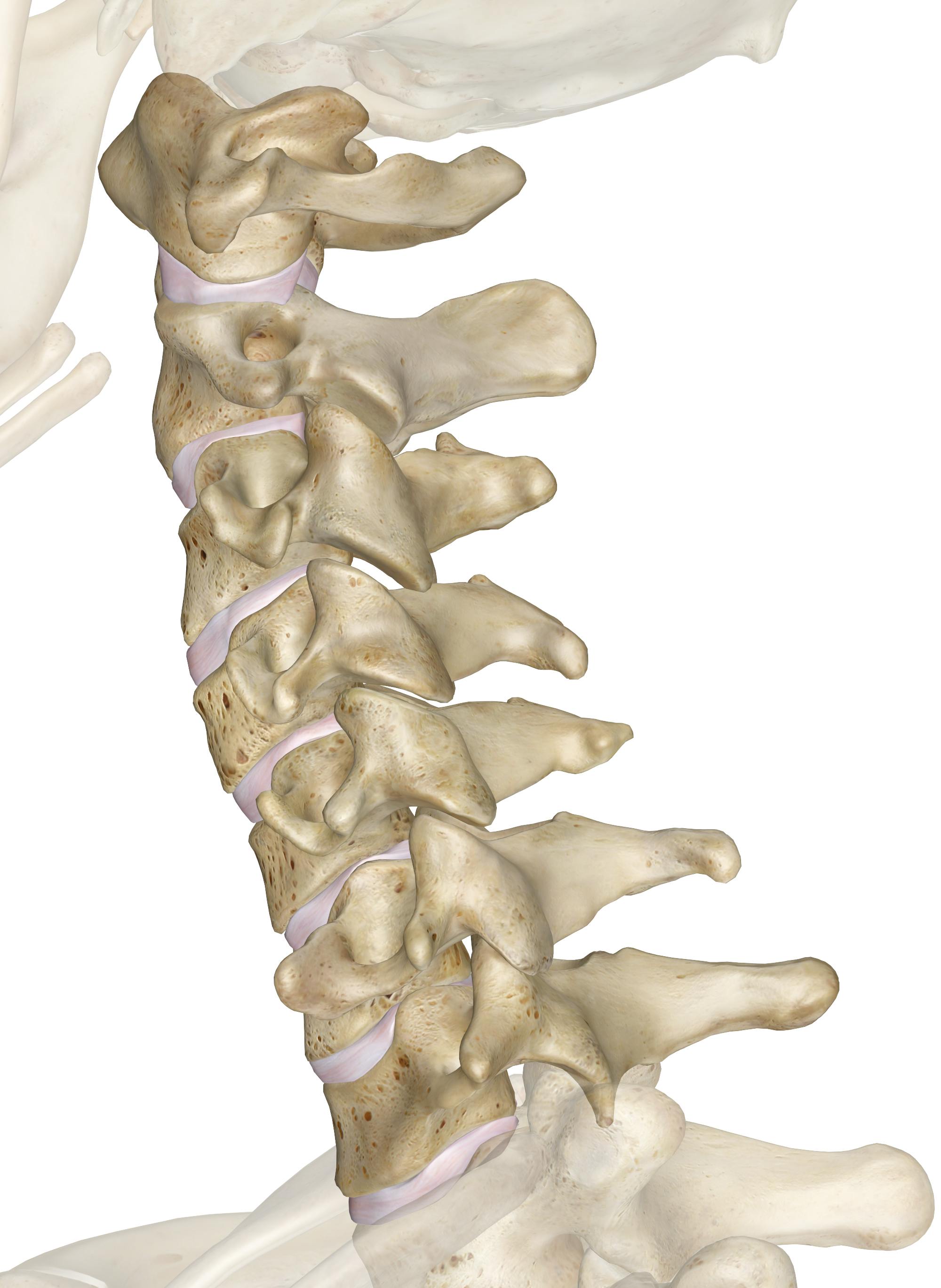 Fișier:Cervical vertebrae - close-up - animation.gif