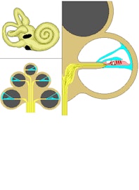 Cochlea and Corti