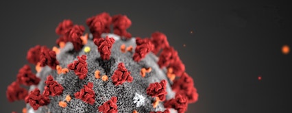 Image of the the coronavirus