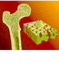 Cross-section of a Long Bone