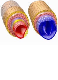 Arteries vs. Veins: Structure, Function & Blood Flow Dynamics