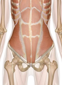 Deep Muscles of the Abdomen, Lower Back and Pelvis