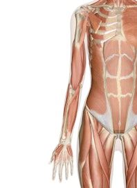 Deep Muscles of the Arm and Hand (Anterior View)