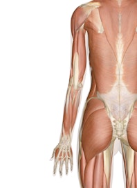 Deep Muscles of the Arm and Hand (Posterior View)