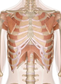 Deep Muscles of the Chest and Upper Back