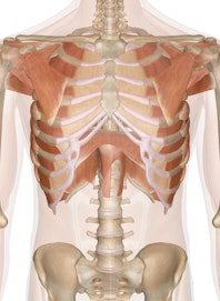 Deep Muscles of the Chest and Upper Back (Male View)