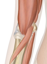 Deep Muscles of the Elbow (Anterior View)