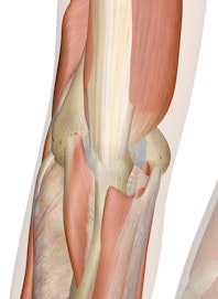 Deep Muscles of the Elbow (Posterior View)