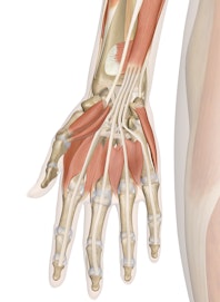 Deep Muscles of the Hand and Wrist