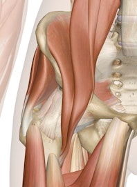 Deep Muscles of the Hip (Anterior View)