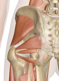 Deep Muscles of the Hip (Posterior View)