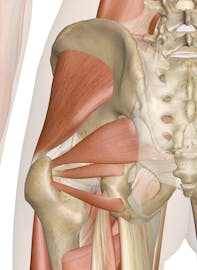Deep Muscles of the Hip (Posterior View)