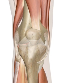 Deep Muscles of the Knee (Anterior View)