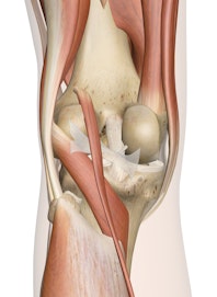Deep Muscles of the Knee (Posterior View)