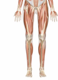 Deep Muscles of the Leg and Foot