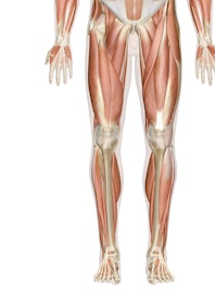 Deep Muscles of the Leg and Foot (Male View)