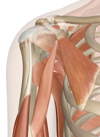 Deep Muscles of the Shoulder (Anterior View)