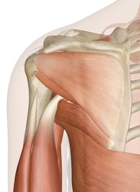 Deep Muscles of the Shoulder (Posterior View)
