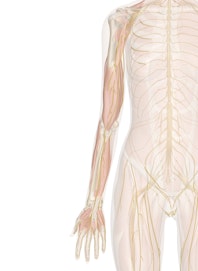 Deep Nerves of the Arm and Hand (Anterior View)