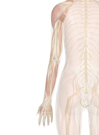 Deep Nerves of the Arm and Hand (Posterior View)